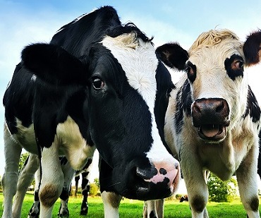 Дополнение в молочных коровах сорбента микотоксинов для уменьшения афлатоксина M1 в молоке