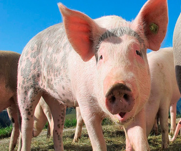 Эффективность пронутриентов иммуностимуляторов у свиней, вакцинированных против гриппа и микоплазмы