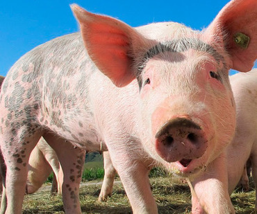Оценка производственных параметров у свиней с использованием молекулы силикоглицидола или другого сорбента микотоксинов в загрязненном корме