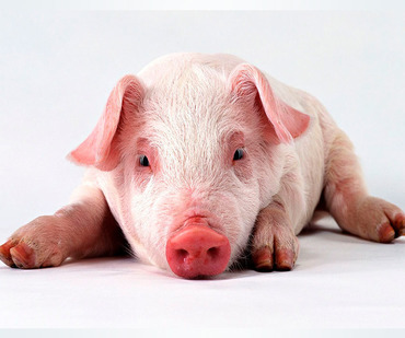 Изучение использования цименолного кольцо и пронутреантов кишечных кондиционеров для улучшения производственных параметров у свиней
