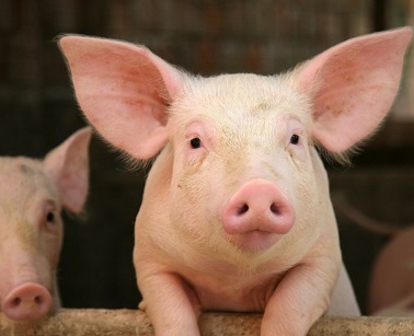 Требования к новым дезинфектантам в свиноводстве