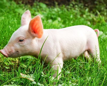 Кишечные кондиционеры и их влияние на продуктивность свиноводства