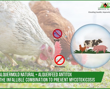 Две добавки от Biovet S.A. для комбинированного действия против микотоксикоза