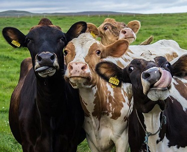 Как повысить качество коровьего молока?