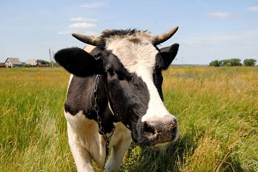 Дрожжевой пробиотик «РуминПро»: для профилактики стресса у коров